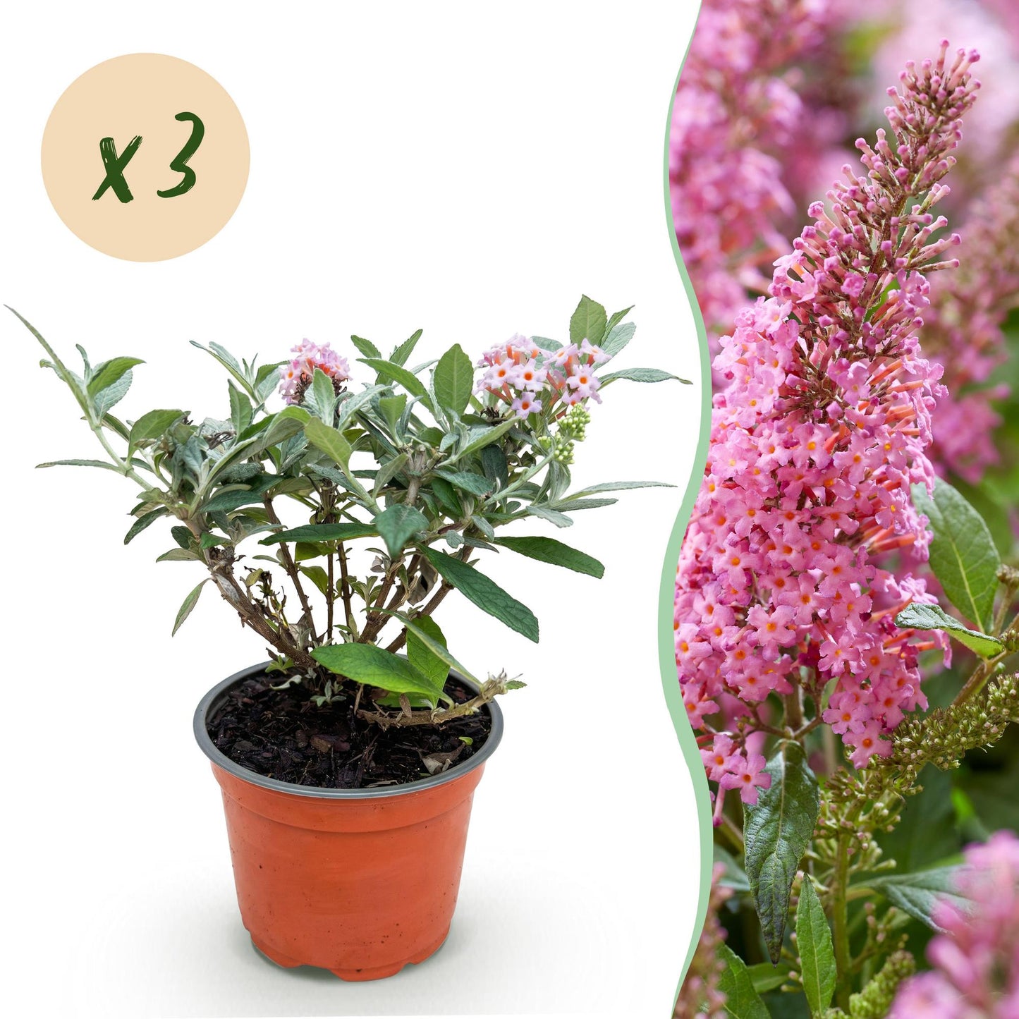 Green boutiQ - Tuinplant - Buddleja davidii Butterfly Candy Little Pink - Vlinderstruik - Compact - Roze - 3 Planten - Pot 12cm - Hoogte 20-25cm