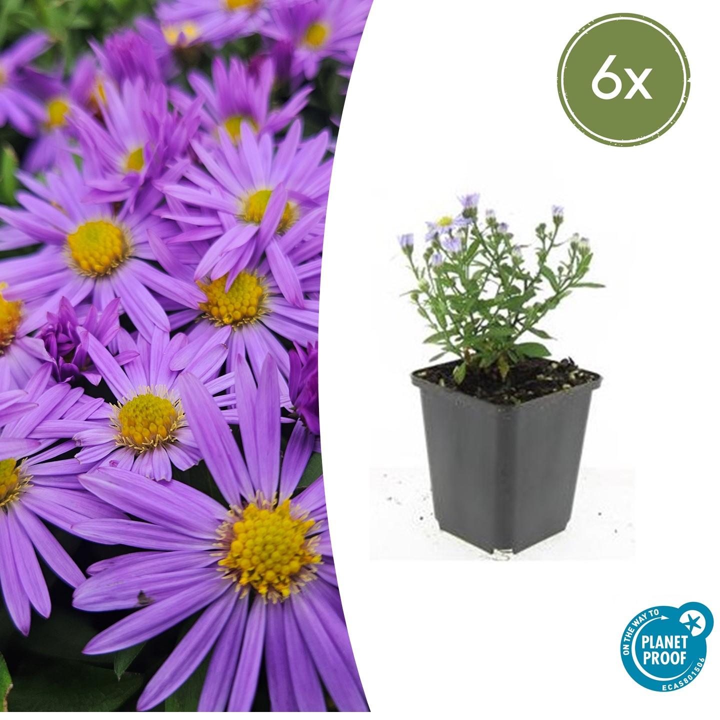 Aster (D) 'Prof. Anton Kippenberg' - Herfstaster
