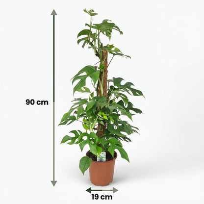 Green boutiQ - Kamerplant - Mini Gatenplant - Monstera Minima Mosstok - Groen - Weinig onderhoud - 1 Plant - Pot 19cm - Hoogte 90cm