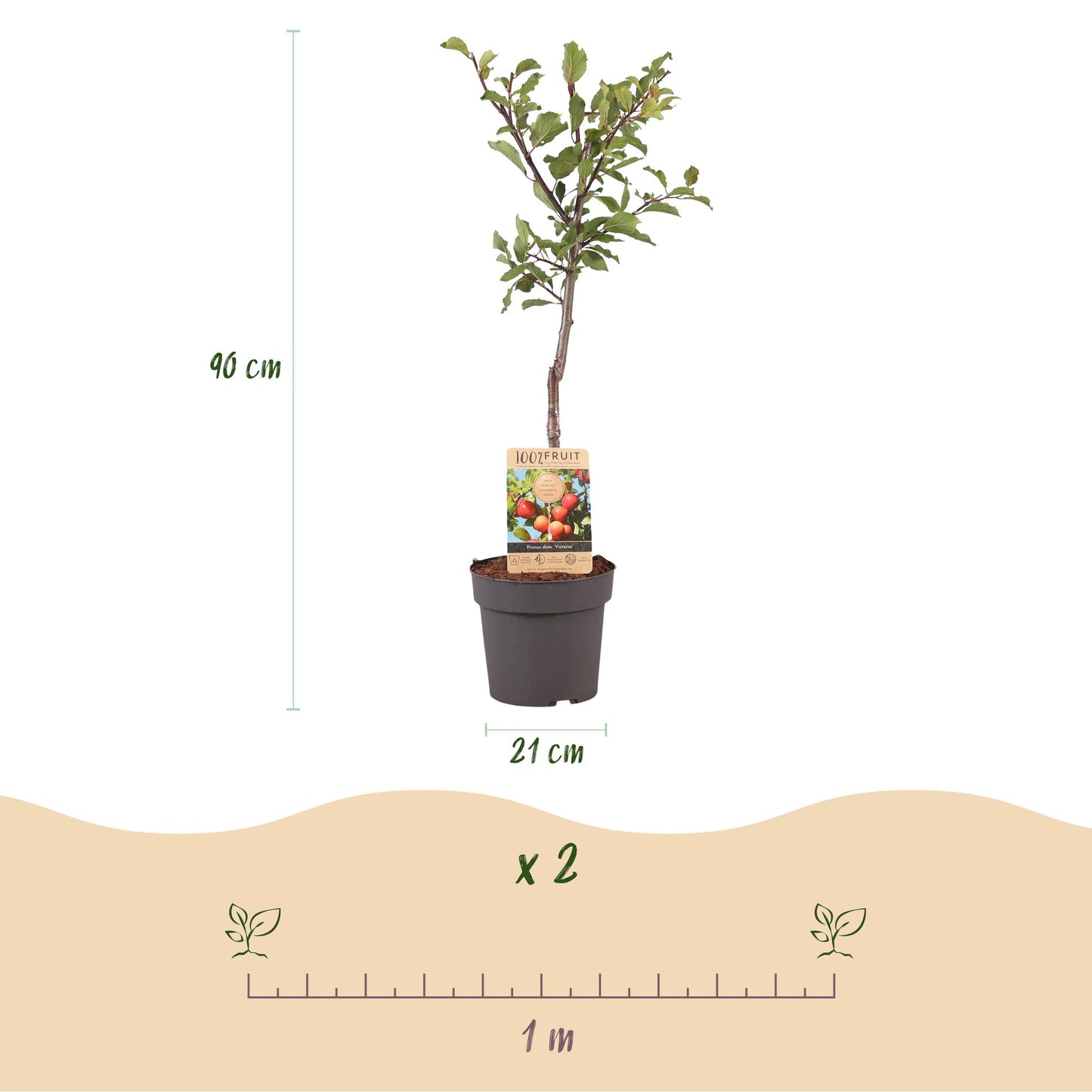 Prunus domestica 'Victoria' - Pruimenboom - 1 plant - Pot 21cm - Hoogte 90cm