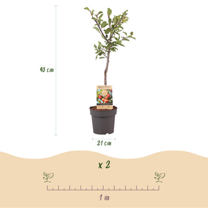 Prunus domestica 'Victoria' - Pruimenboom - 1 plant - Pot 21cm - Hoogte 90cm