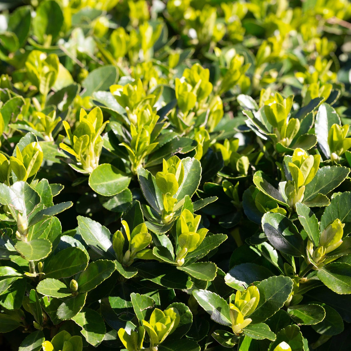 Euonymus japonica 'Green Spire' - Kardinaalsmuts - hoogte 40cm
