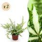 Green boutiQ - Kamerplant - Pteris cretica Albolineata - Lintvaren - Huisdiervriendelijk - Bont - 2 Planten - Pot 12cm - Hoogte 28-30cm
