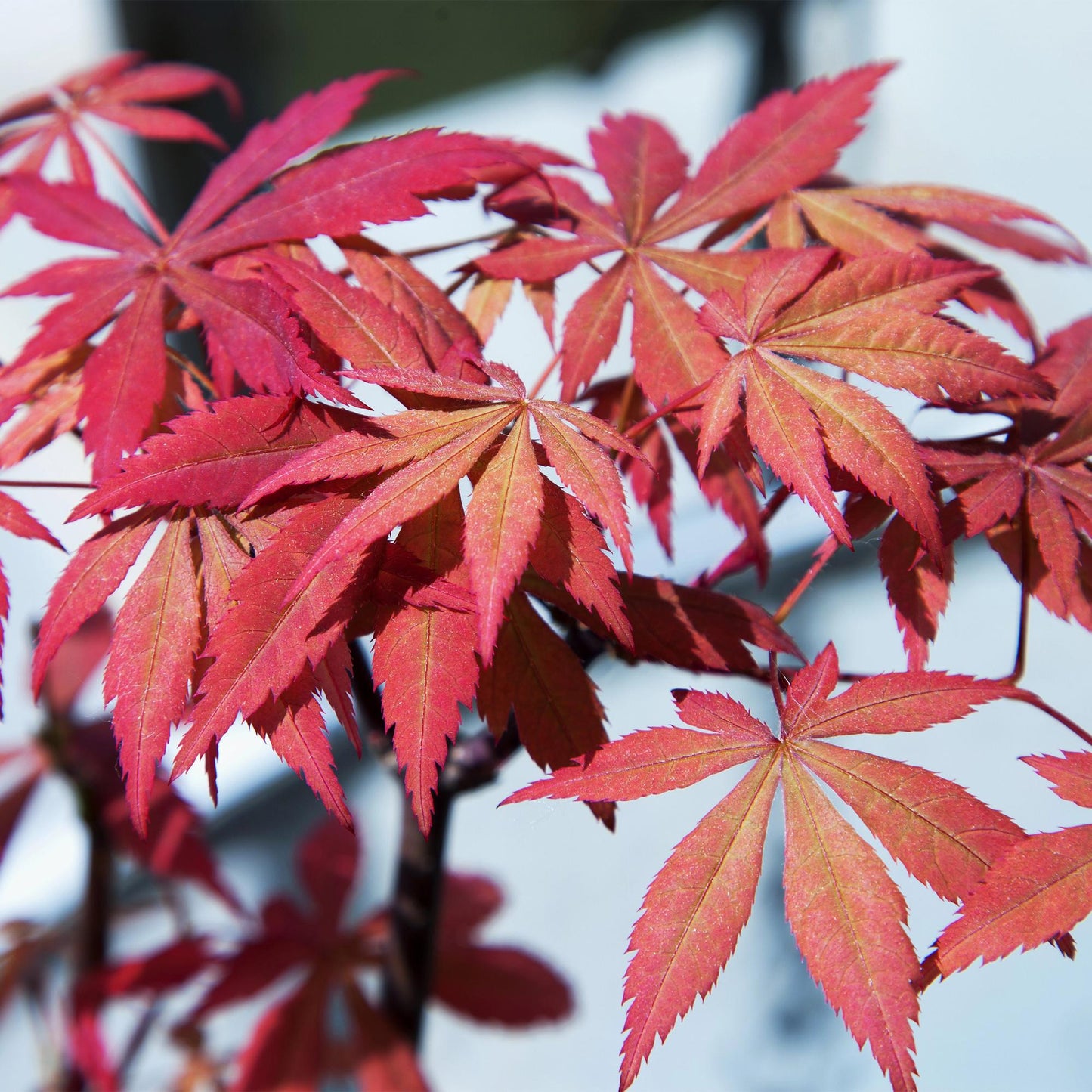 Acer palmatum 'Sumi-Nagashi' - Japanse Esdoorn - hoogte 70cm