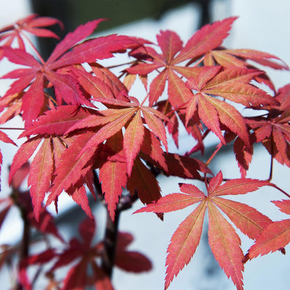 Acer palmatum 'Sumi-Nagashi' - Japanse Esdoorn - hoogte 70cm