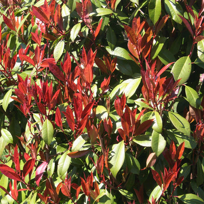 Photinia fraseri 'Carre Rouge' op stam - Glansmispel - hoogte 90cm