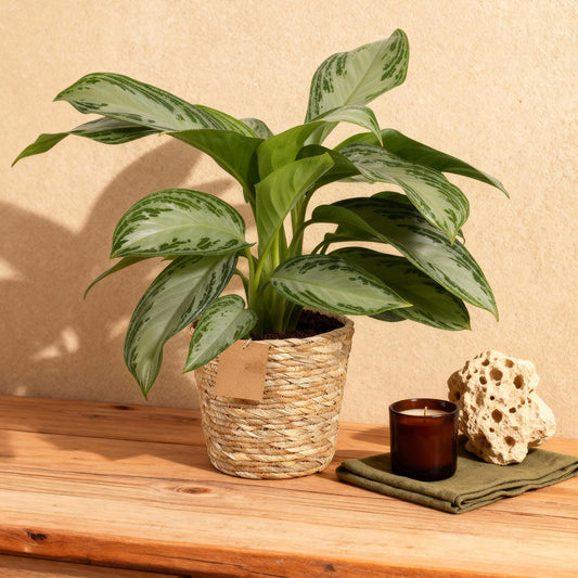 Aglaonema Silver Bay - Zilverblad - incl. mand - 1 plant - Pot 17cm - hoogte 70-75cm