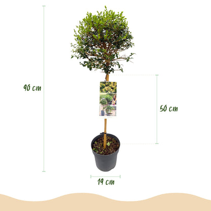 Ligustrum delavayanum op stam - Liguster - hoogte 90cm