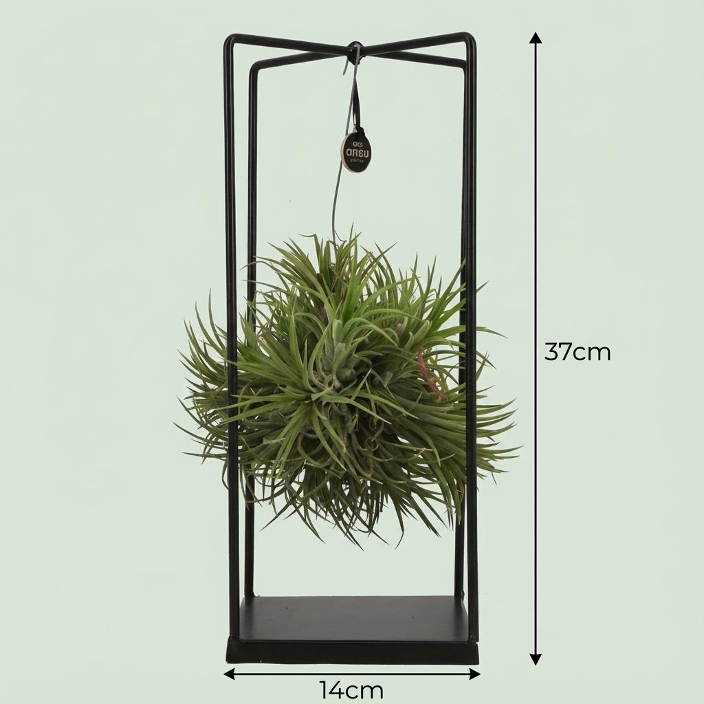 Tillandsia Luchtplant in Decor - Ø 14 cm - Hoogte: 37 cm