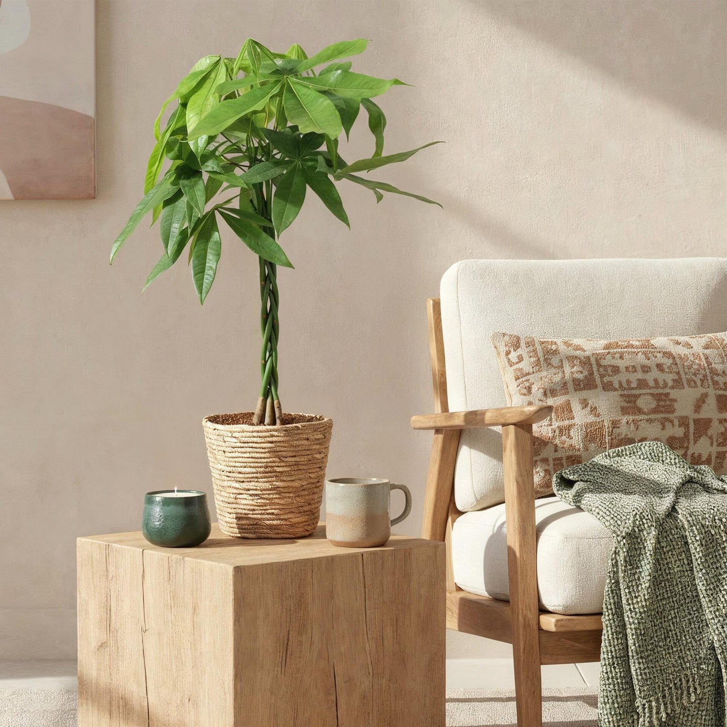 Pachira Aquatica gevlochten stam - Geldboom - incl. mand - pot 21cm - hoogte 80-90cm
