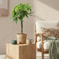 Pachira Aquatica gevlochten stam - Geldboom - incl. mand - pot 21cm - hoogte 80-90cm