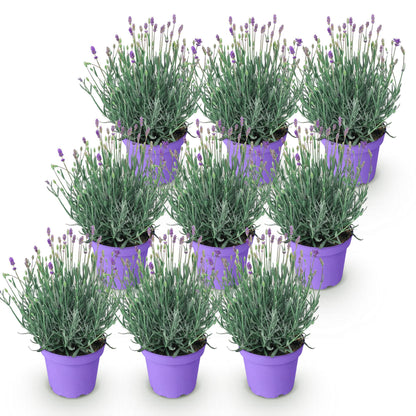Green boutiQ - Tuinplant - Lavandula angustifolia Munstead - Lavendel - Winterhard - Paars - 9 Planten - Pot 12cm - Hoogte 15-25cm