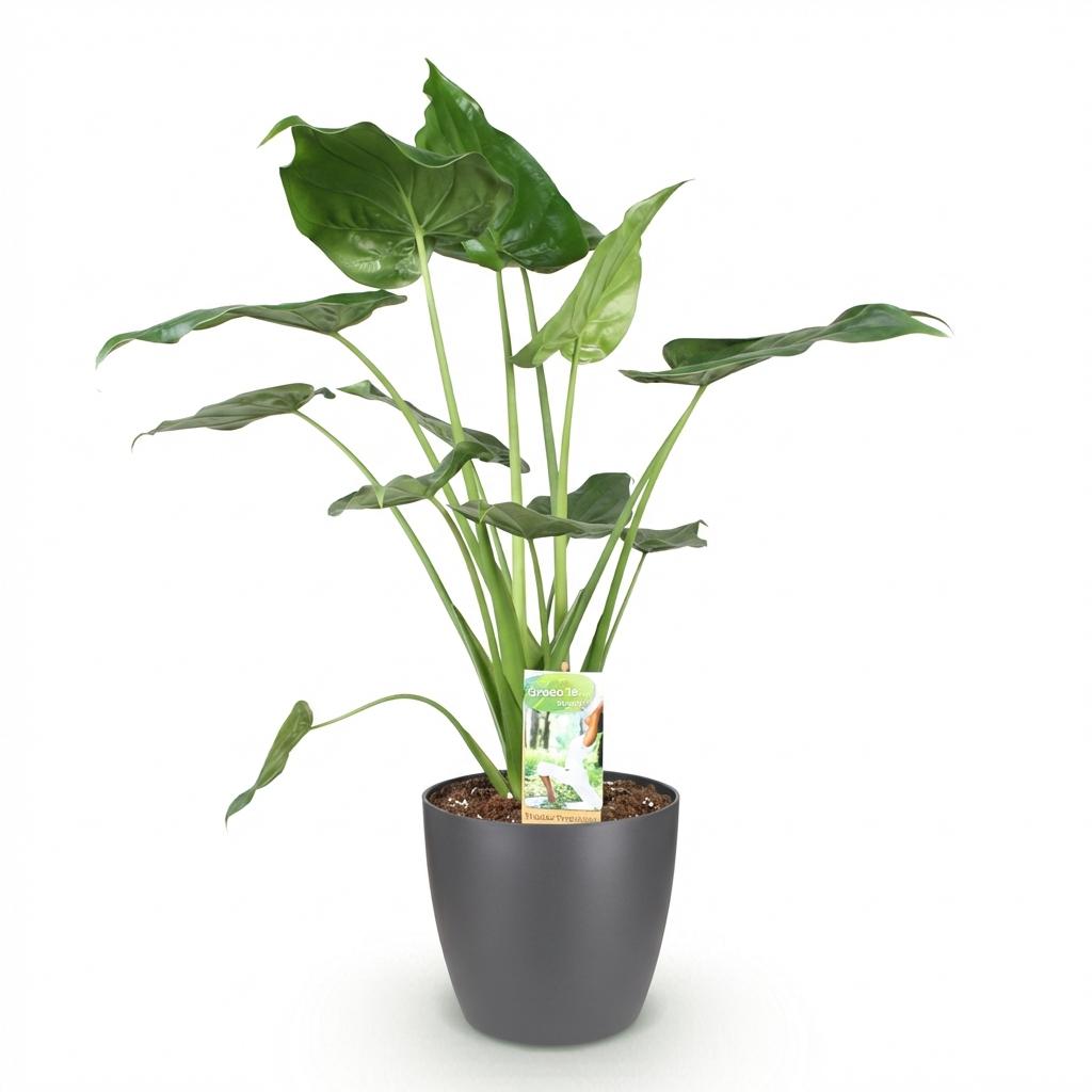 Alocasia Cucullata - Boeddha,s hand - incl. pot grijs - pot 21cm - hoogte 65-70cm