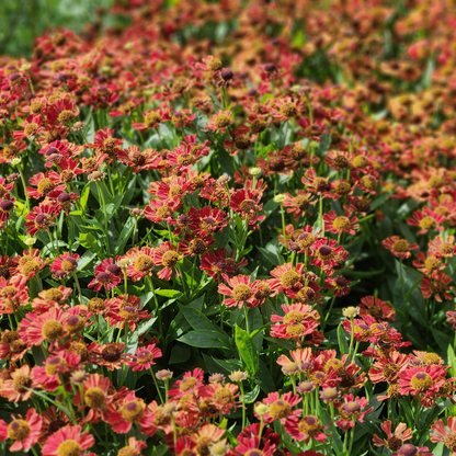 Helenium 'Moerheim Beauty' - Zonnekruid