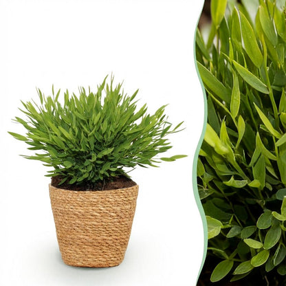 Green boutiQ - Kamerplant - Bamusa Pogonatherum Monica - Bamboegras - Huisdiervriendelijke Plant - Groen - 1 Plant - met Mand - Pot 12cm - Hoogte 20cm