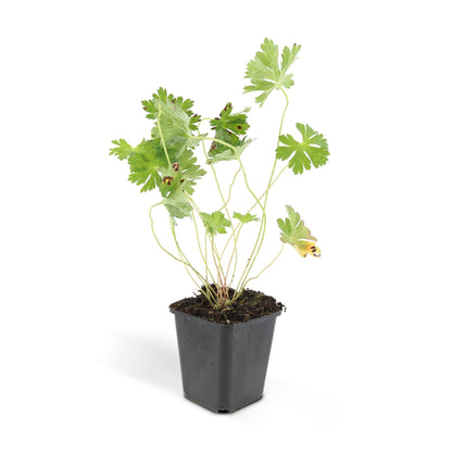 Geranium 'Rozanne' - Ooievaarsbek