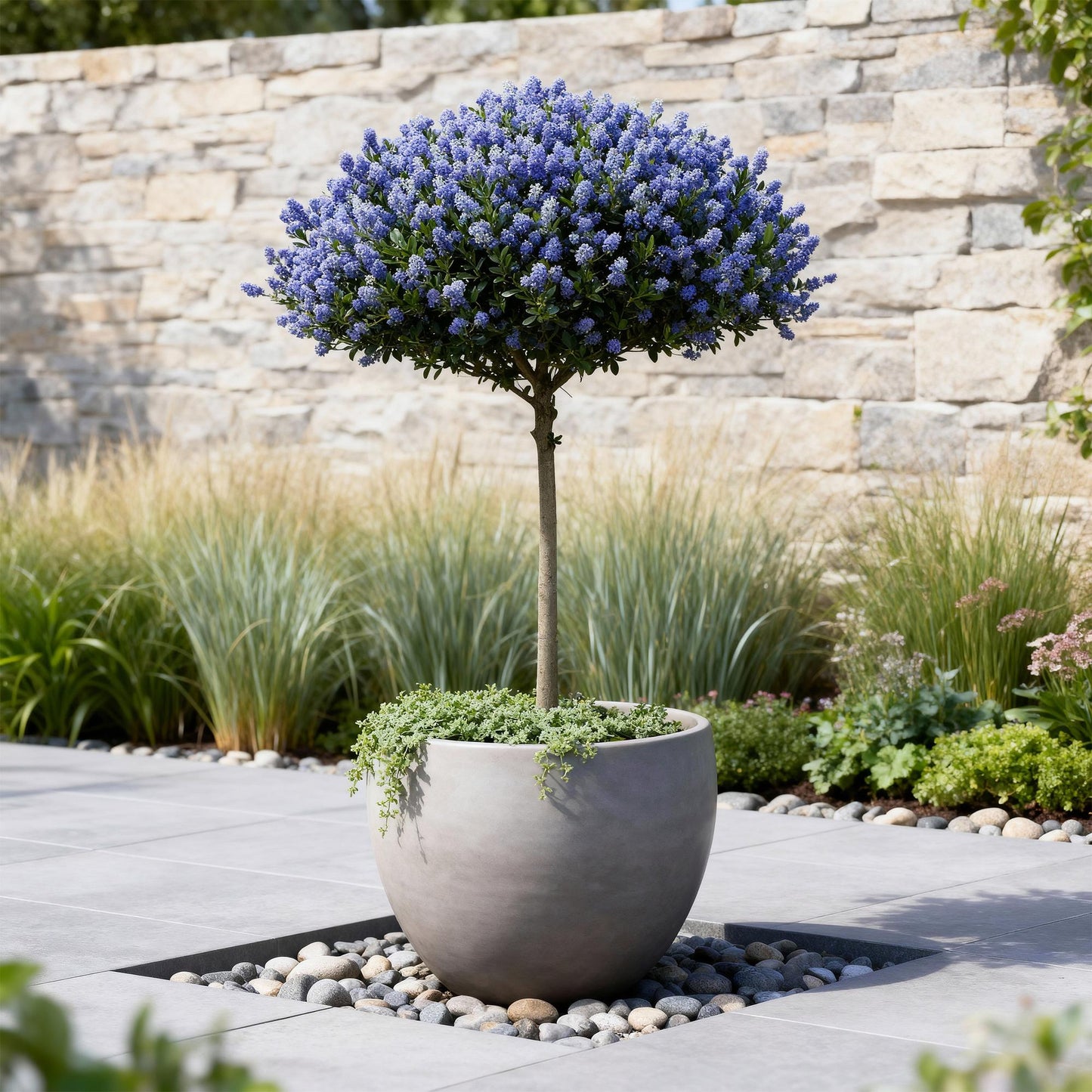 Ceanothus thyrsiflorus Repens op stam - Amerikaanse sering - hoogte 90cm