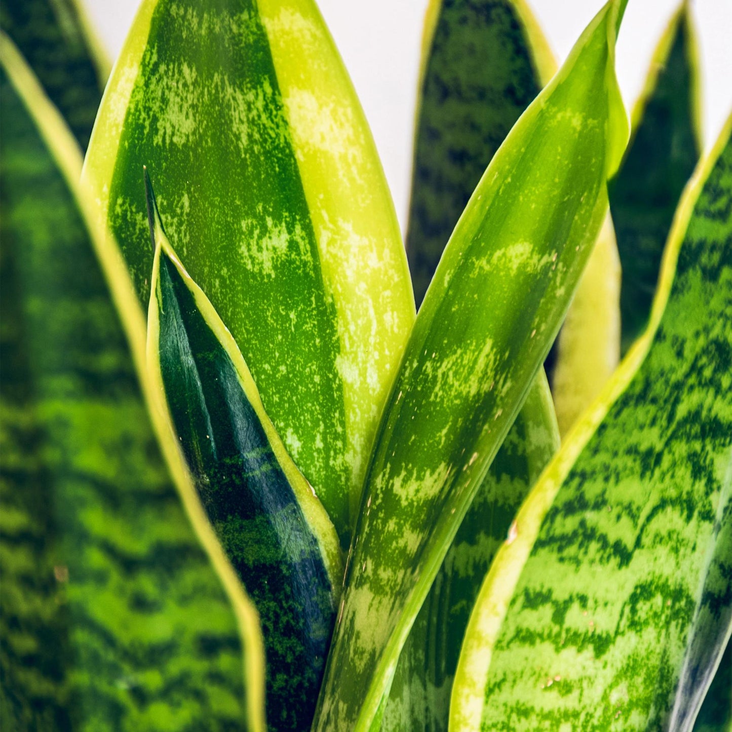 Sansevieria Laurentii - Vrouwentong - incl. pot wit - pot 21cm - hoogte 70-80cm