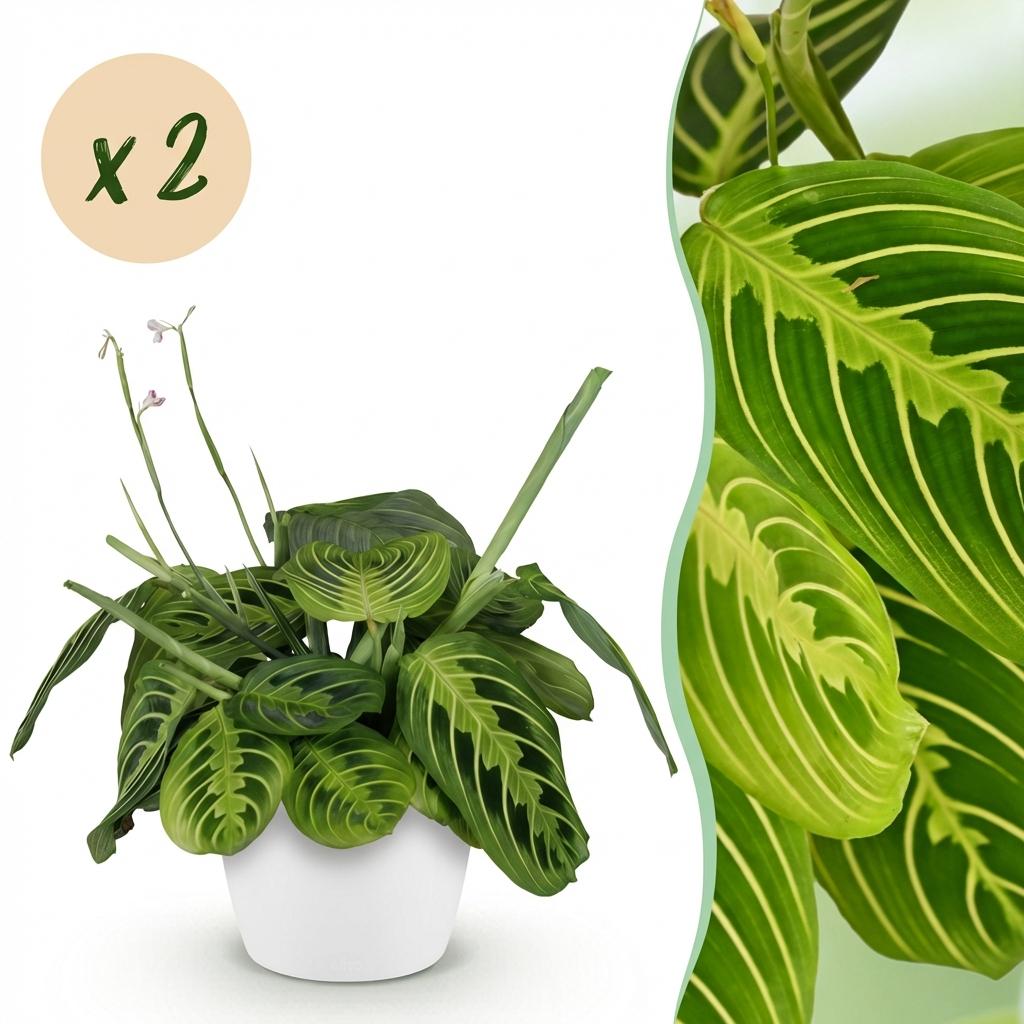 Green boutiQ - Kamerplant - Maranta Fascinator Lemon Lime - Gebedsplant - Huisdiervriendelijke Plant - Groen - 2 Planten - met Potter Wit - Pot 12cm - Hoogte 25cm