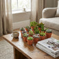 Mini Succulenten Mix - 18 Stuks - Ø 8,1 cm - Hoogte: 5-10 cm - Terracotta Potten