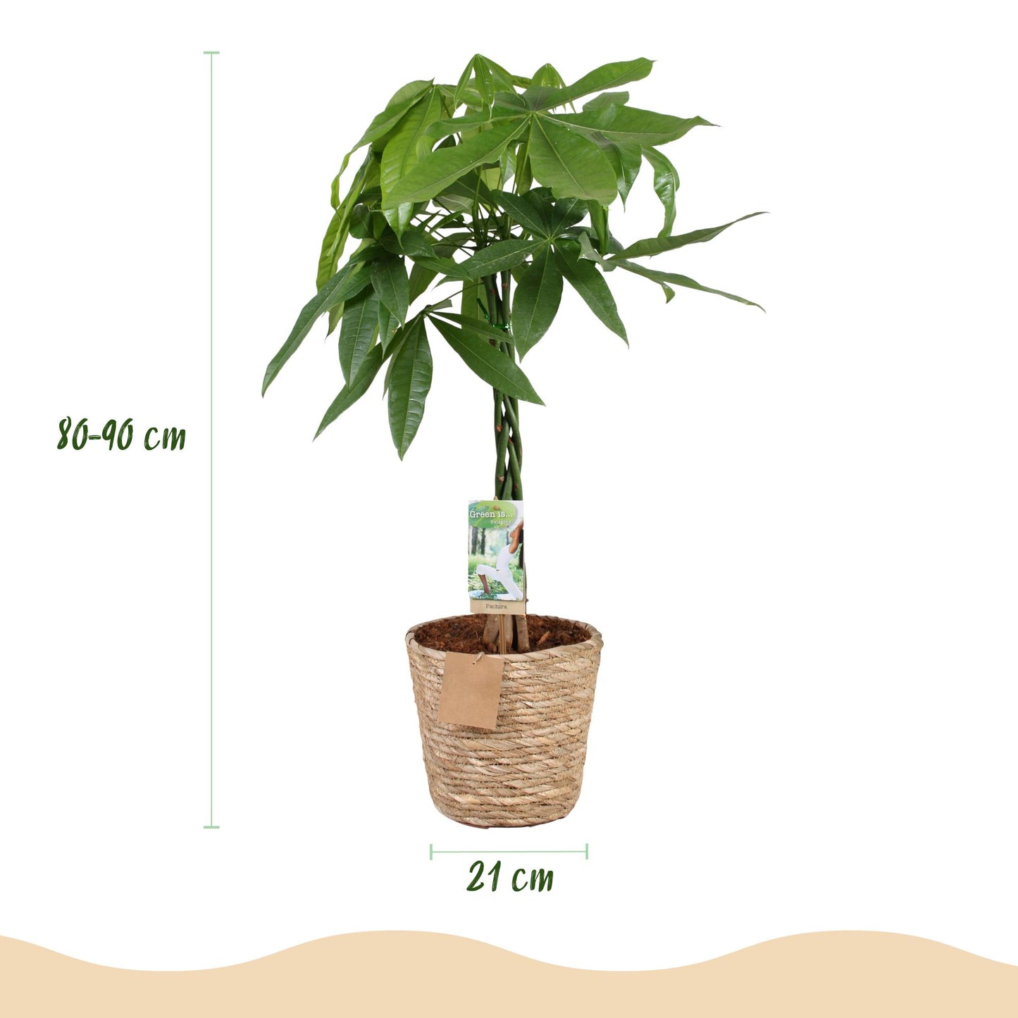 Pachira Aquatica gevlochten stam - Geldboom - incl. mand - pot 21cm - hoogte 80-90cm