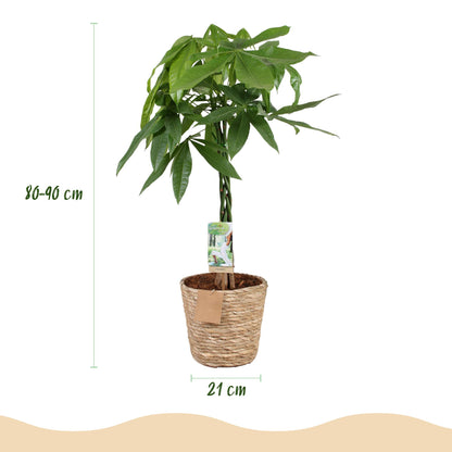 Pachira Aquatica gevlochten stam - Geldboom - incl. mand - pot 21cm - hoogte 80-90cm
