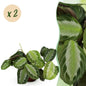Green boutiQ - Kamerplant - Maranta Fascinator Silverband - Gebedsplant - Huisdiervriendelijk - Groen - 2 Planten - Pot 12cm - Hoogte 30-35cm