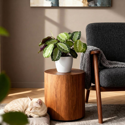 Green boutiQ - Kamerplant - Maranta Fascinator Silverband - Gebedsplant - Huisdiervriendelijke Plant - Groen - 2 Planten - met Potter Wit - Pot 12cm - Hoogte 25cm