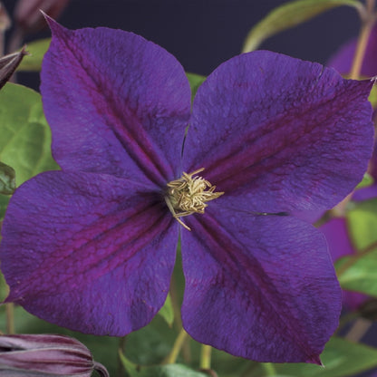 Clematis 'Star of India' - Clematis - 2 planten - Pot 11cm - Hoogte 40cm