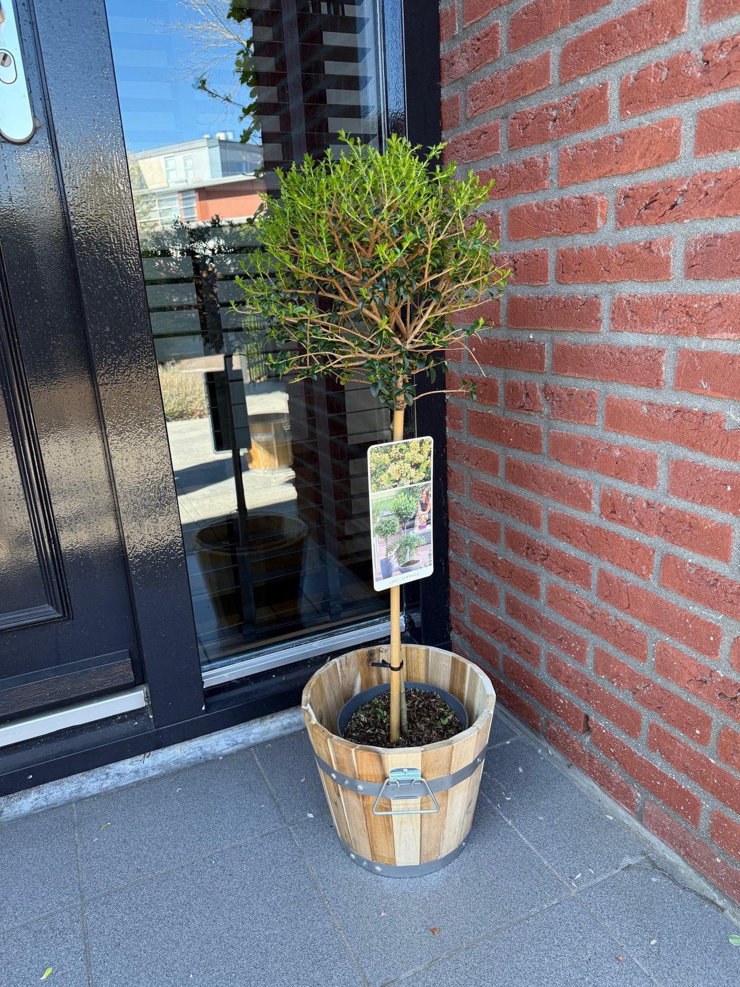 Ligustrum delavayanum op stam - Liguster - hoogte 90cm