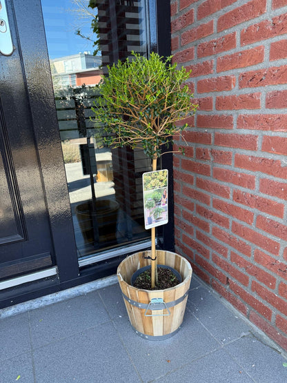 Ligustrum delavayanum op stam - Liguster - hoogte 90cm