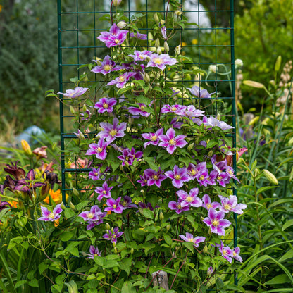 Clematis 'Piilu' - Clematis - Pot 11cm - Hoogte 40cm