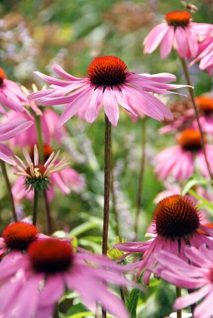 Echinacea purpurea 'Magnus' - Rode Zonnehoed