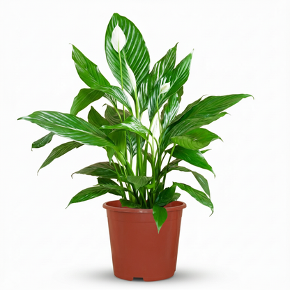 Green boutiQ - Kamerplant - Lepelplant - Spathiphyllum - Wit - Weinig onderhoud - 1 Plant - Pot 19cm - Hoogte 70 - 80cm