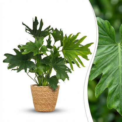 Green boutiQ - Kamerplant - Philodendron - Philodendron Lickety split - Groen - Weinig onderhoud - 1 Plant - met Mand - Pot 19cm - Hoogte 70cm