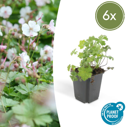 Geranium cantabrigiense 'Biokovo' Ooievaarsbek