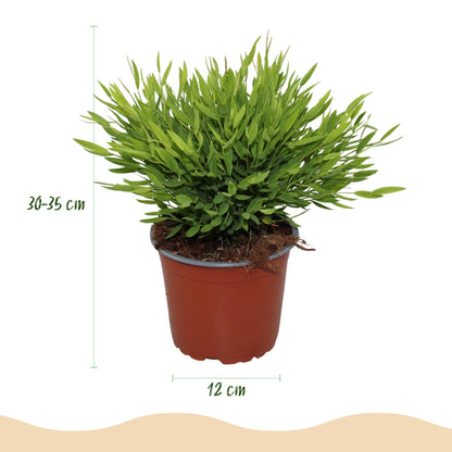 Green boutiQ - Kamerplant - Bamusa Pogonatherum Monica - Bamboegras - Huisdiervriendelijke Plant - Groen - 4 Planten - met Potter Grijs - Pot 12cm - Hoogte 20cm