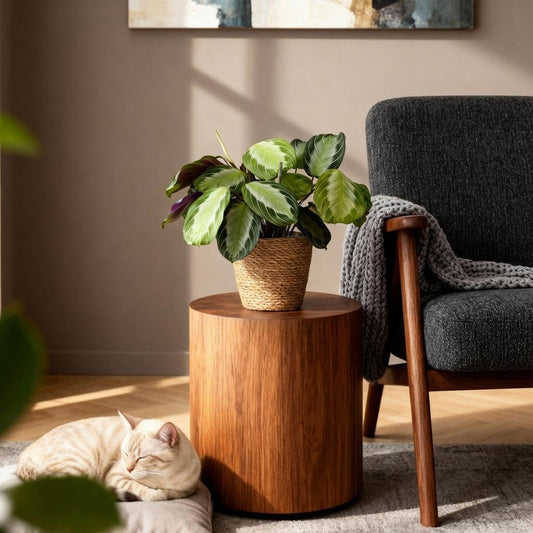 Green boutiQ - Kamerplant - Maranta Fascinator Silverband - Gebedsplant - Huisdiervriendelijke Plant - Groen - 2 Planten - met Mand - Pot 12cm - Hoogte 25cm