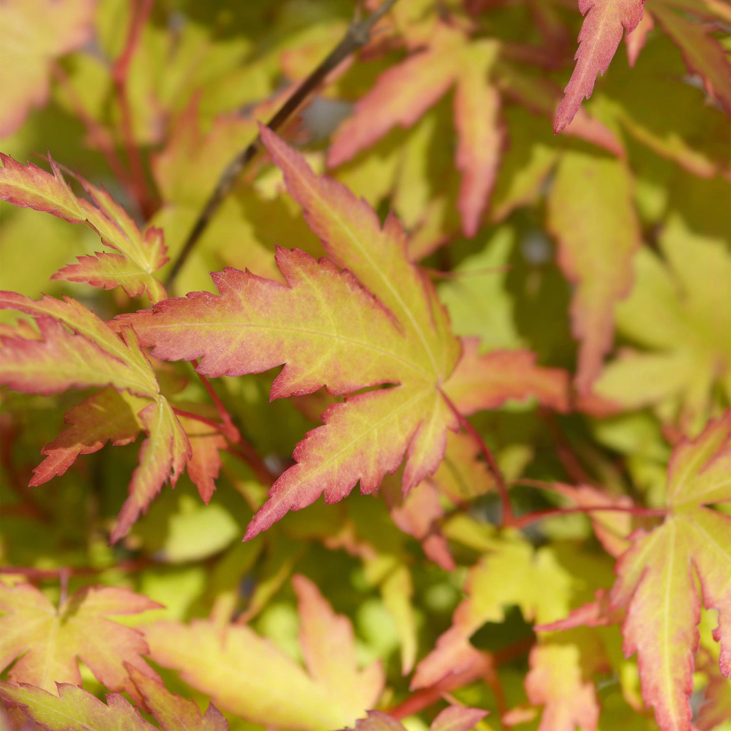 Acer palmatum 'Sangokaku' - Japanse Esdoorn - hoogte 35cm