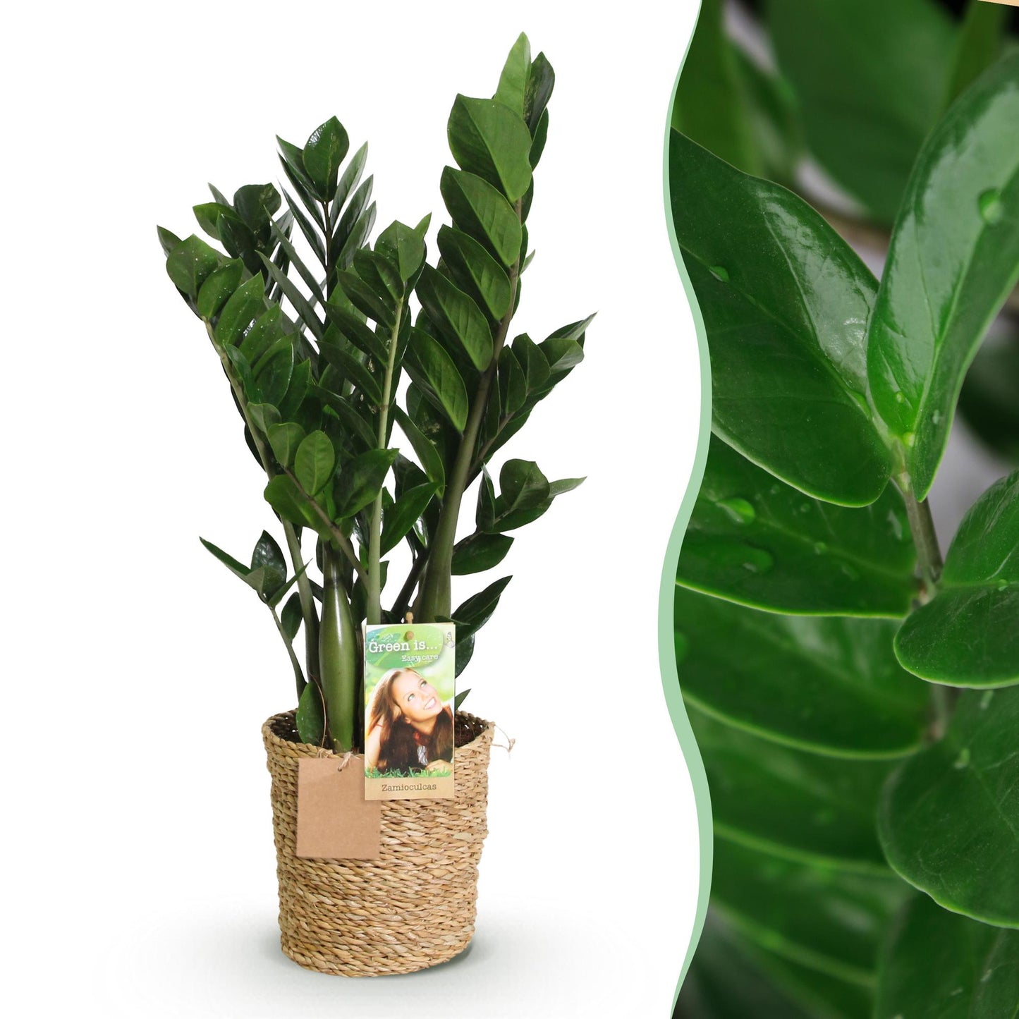 Zamioculcas - ZZ-plant - incl. mand - pot 17cm - hoogte 65-75cm