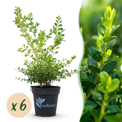 Buxus 'Babylon Beauty' - Resistant tegen de Buxus schimmel - 6 planten - 1 strekkende meter - pot 13cm hoogte 30-35