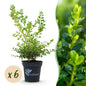 Buxus 'Babylon Beauty' - Resistant tegen de Buxus schimmel - 6 planten - 1 strekkende meter - pot 13cm hoogte 30-35
