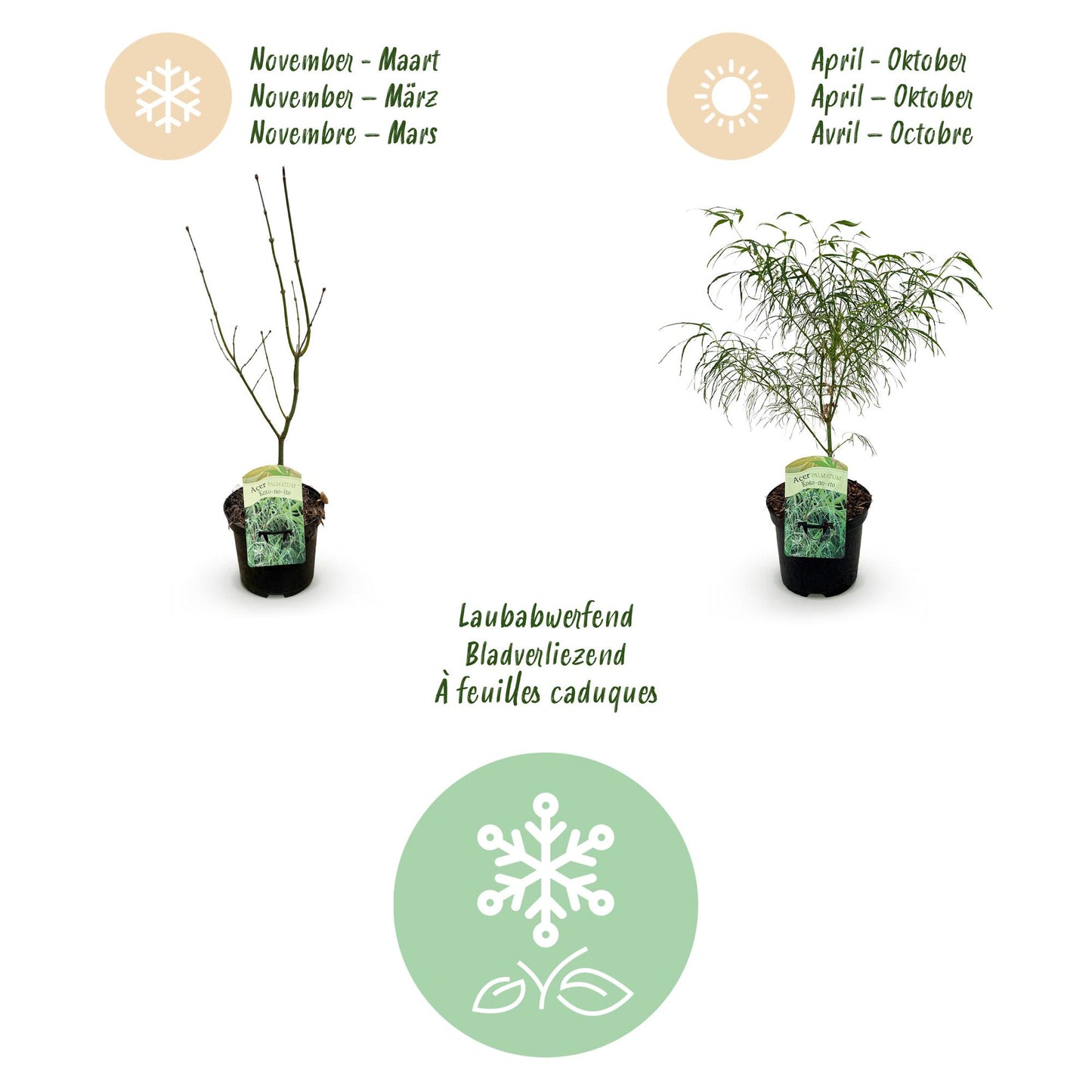 Green boutiQ - Terrasplant - Japanse Esdoorn - Acer palmatum Koto-no-ito - Groen - 2 Planten - Bladverliezend - Pot 19cm Hoogte 70cm