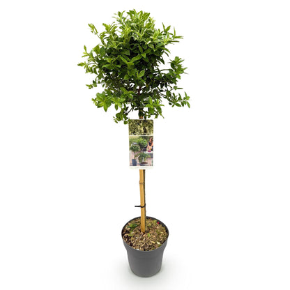 Euonymus fortunei 'Harlequin' op stam - Kardinaalshoed - hoogte 90cm