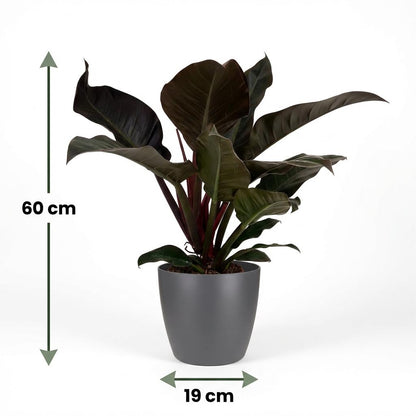 Green boutiQ - Kamerplant - Philodendron - Philodendron Imperial Red - Rood - Weinig onderhoud - 1 Plant - met Potter Grijs - Pot 19cm - Hoogte 60cm