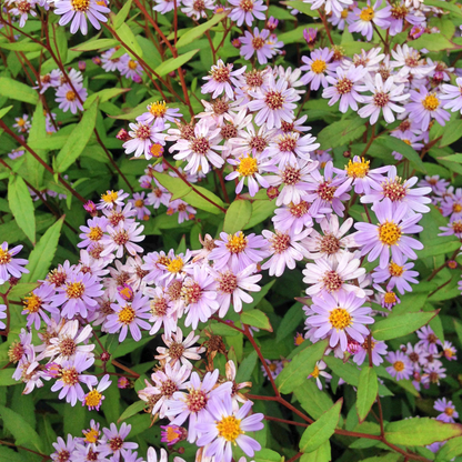 Kalimeris incisa 'Blue Star' - Zomeraster