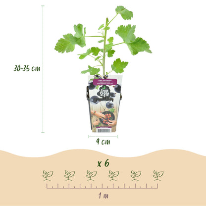 Ribes 'Jostabes' - Jostabes - 3 planten - Pot 9cm
