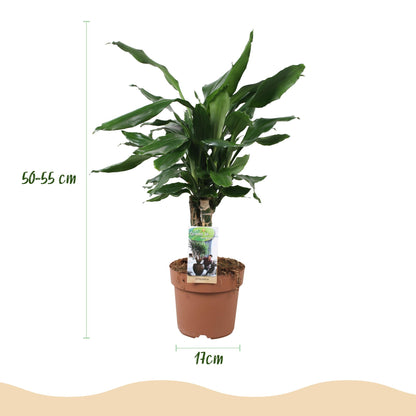 Green BoutiQ - Green is... Kamerplanten - Dracaena fragrans Steudneri - Drakenbloedboom - Weinig onderhoud - Groen - 1 Plant - Pot 17cm - Hoogte 50-55cm