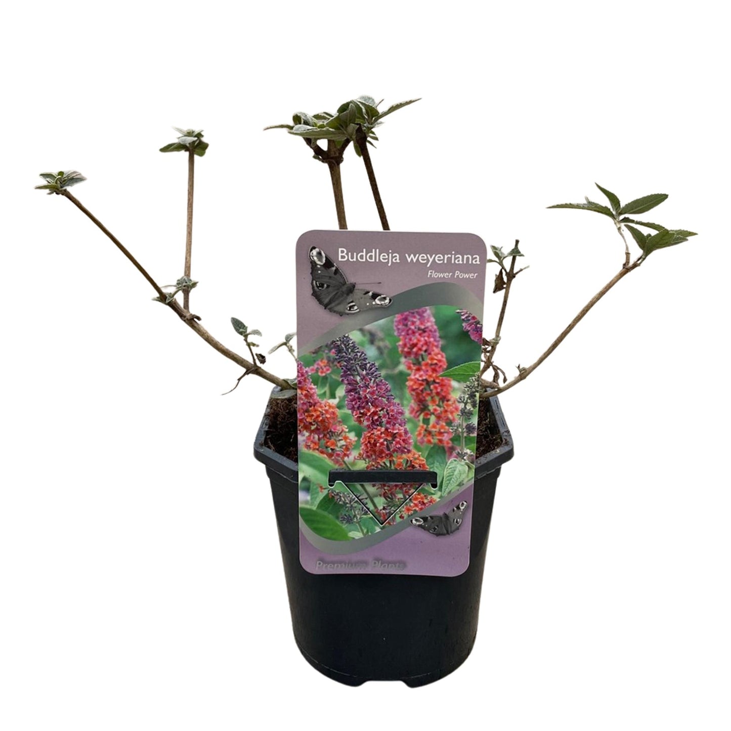 Buddleja davidii 'Flower Power' - Vlinderstruik - hoogte 30cm