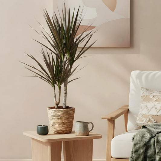 Dracaena Magenta - Drakenbloedboom - incl. mand - 1 plant - pot 17cm - hoogte 70-80cm